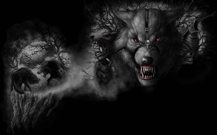 Black Wolf Widescreen HD Wallpaper 1920x1200px