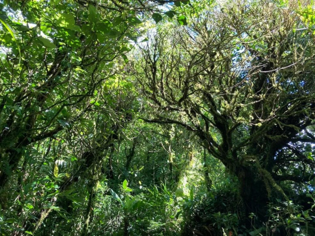 Monteverde Cloud Forest MacBook Wallpaper 1024x768px