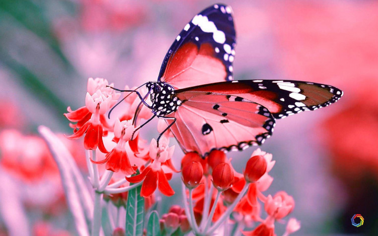 Butterfly Widescreen HD Wallpaper 1920x1200px