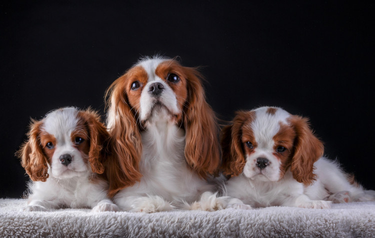 Charles Spaniel Dog Desktop Background 4000x2539px