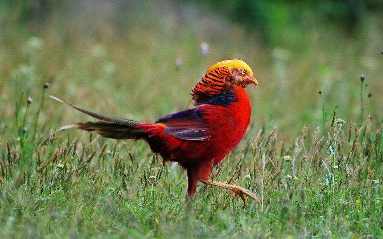 Golden Pheasant Widescreen HD Wallpaper 1920x1200px