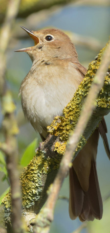 Nightingale iPhone Background Image 1440x3040px