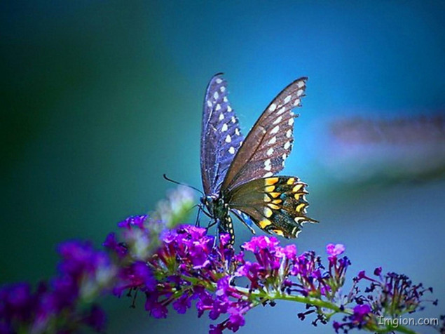 Butterfly HD Background 1920x1440px