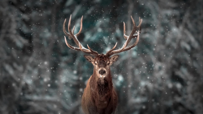 Deer Full HD 1080p Wallpaper 1920x1080px