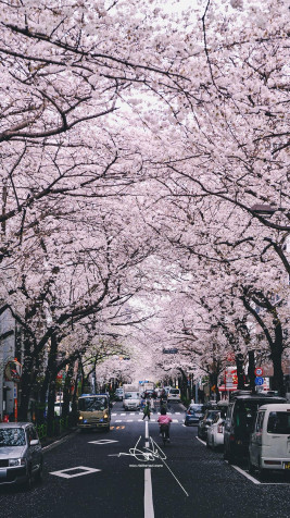 Japan Cherry Blossom Phone Wallpaper 1080x1920px