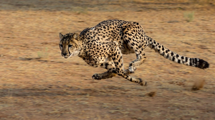 Gepard Full HD 1080p Wallpaper 1920x1080px