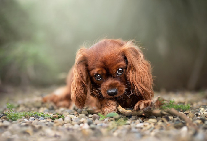 Charles Spaniel Dog Laptop Wallpaper 2048x1392px