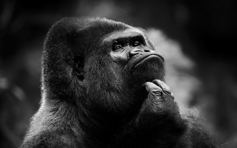 Gorilla Widescreen HD Wallpaper 1920x1200px