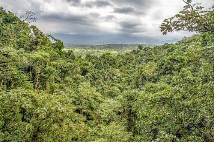 Monteverde Cloud Forest Desktop HD Wallpaper 1500x1001px