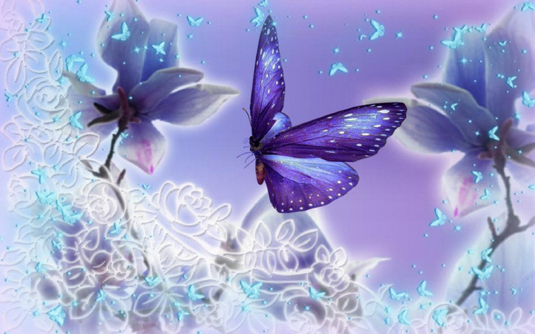 Butterfly Widescreen HD Wallpaper 1920x1200px