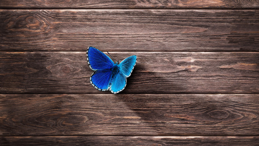 Butterfly 4k UHD Wallpaper 3840x2160px