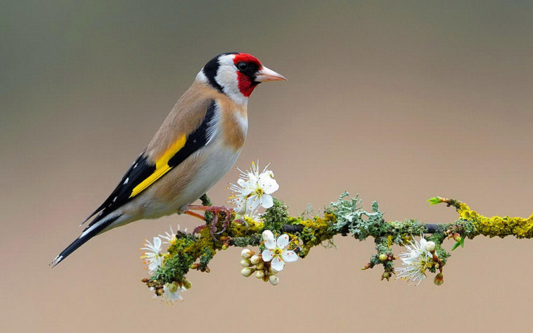 Birds MacBook Background 2560x1600px