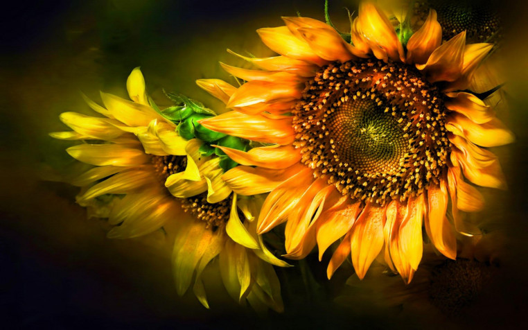 Sunflower Widescreen HD Wallpaper 1920x1200px