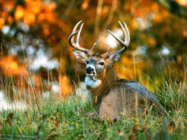 Deer Laptop Wallpaper 1024x768px