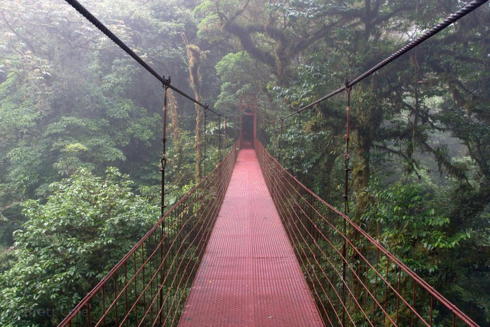 Monteverde Cloud Forest MacBook Background 1152x768px