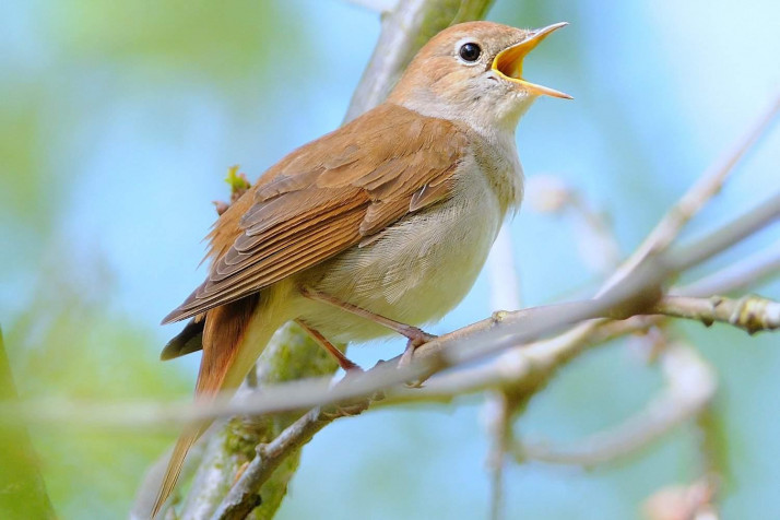 Nightingale Desktop HD Background 1500x1000px