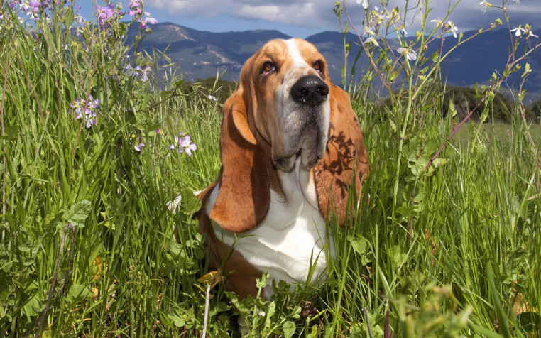 Basset Hound Dog Widescreen HD Wallpaper 1920x1200px