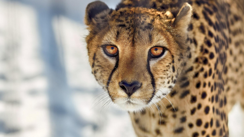 Gepard Full HD 1080p Wallpaper 1920x1080px