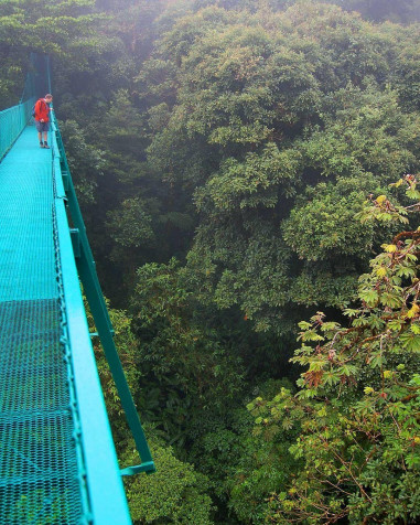 Monteverde Cloud Forest Android Wallpaper 1080x1350px