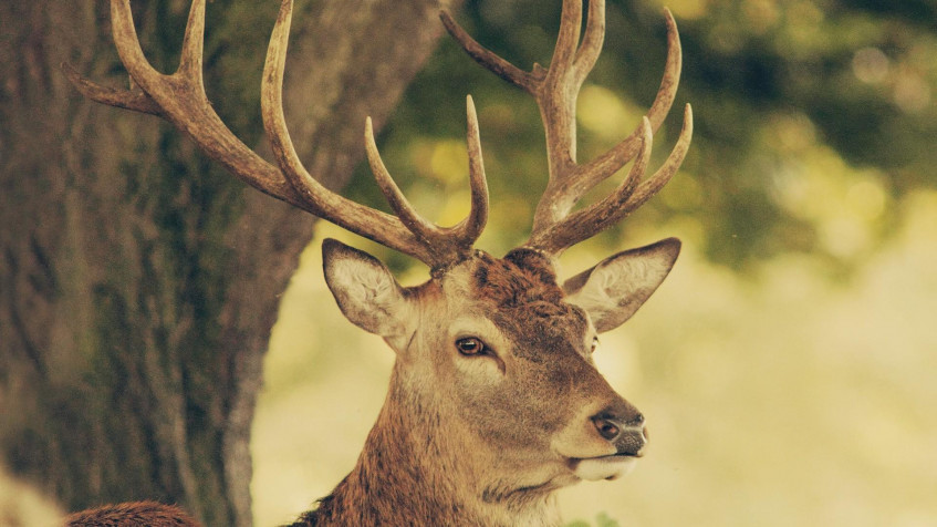 Deer Full HD 1080p Wallpaper 1920x1080px