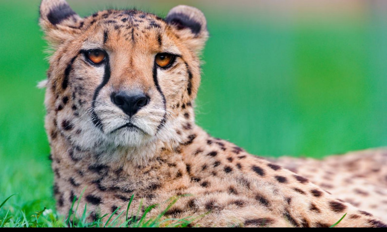 Gepard Desktop Background 1280x768px