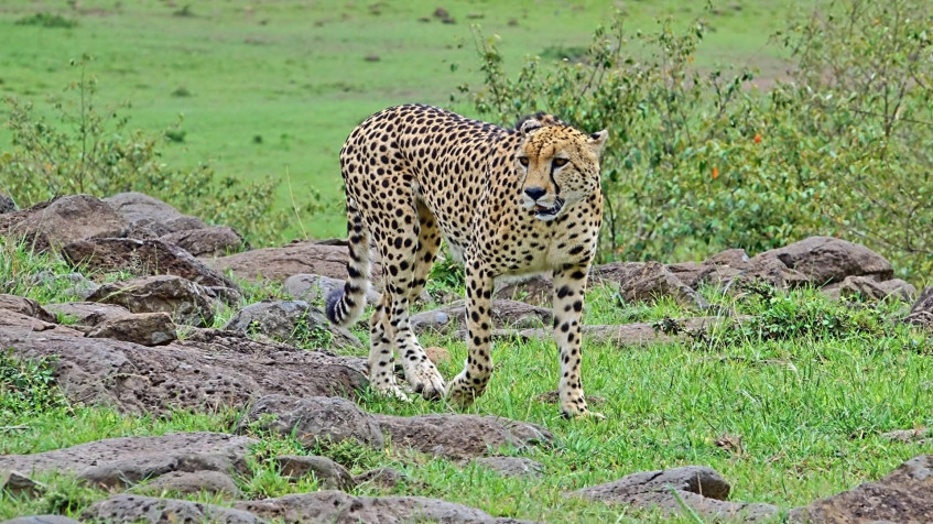 Gepard Full HD 1080p Wallpaper 1920x1080px