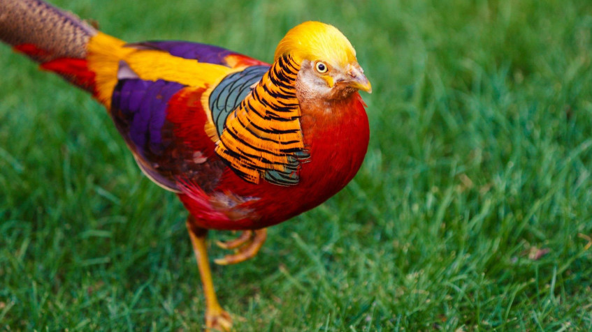 Golden Pheasant Full HD 1080p Wallpaper 1920x1080px