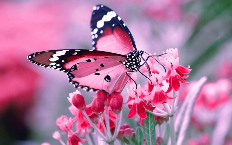 Butterfly Widescreen HD Wallpaper 1920x1200px