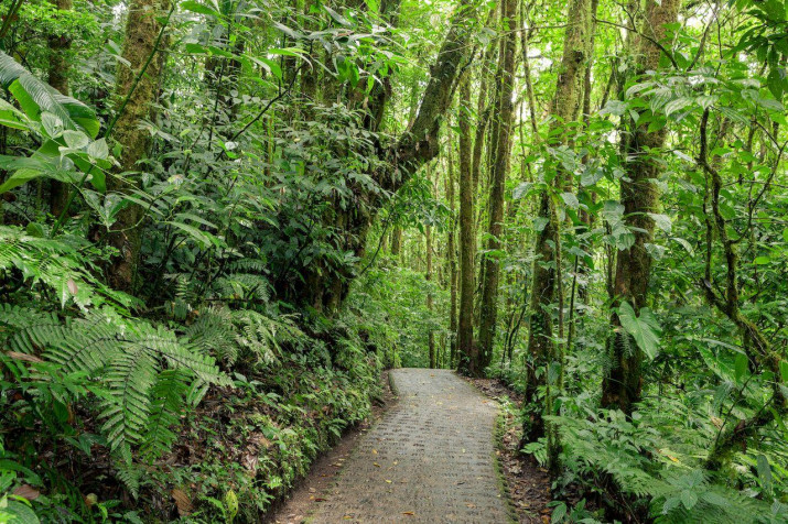 Monteverde Cloud Forest MacBook Wallpaper 1280x853px