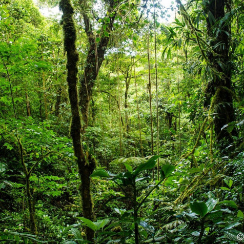 Monteverde Cloud Forest Mobile Background 1200x1200px