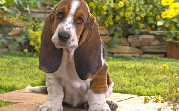 Basset Hound Dog Widescreen HD Wallpaper 1920x1200px