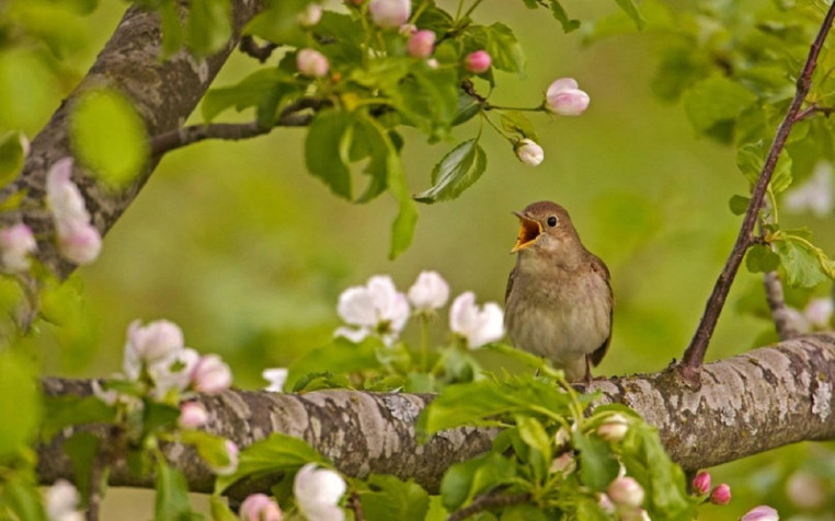 Nightingale Background Image 1440x900px