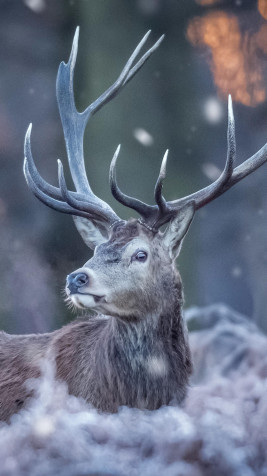 Deer 4k Phone Wallpaper 2160x3840px