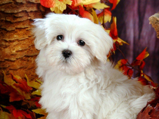 Maltese Dog Desktop Wallpaper 1024x768px