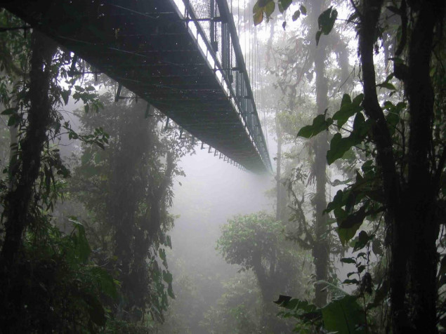 Monteverde Cloud Forest Wallpaper Image 1600x1200px