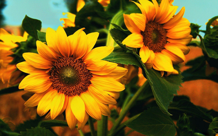 Sunflower Widescreen HD Wallpaper 1920x1200px