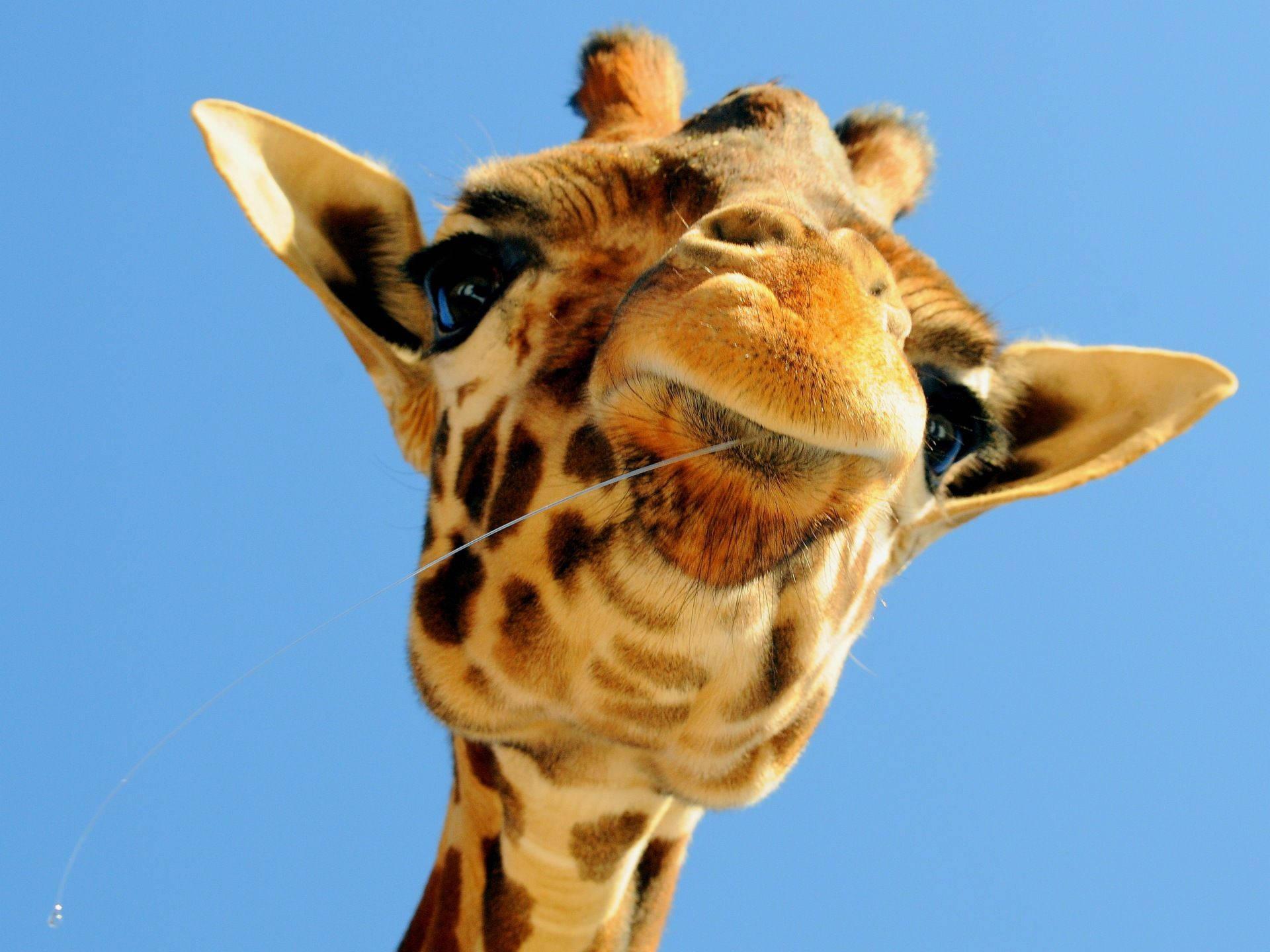 Giraffe Desktop HD Background 1920x1440