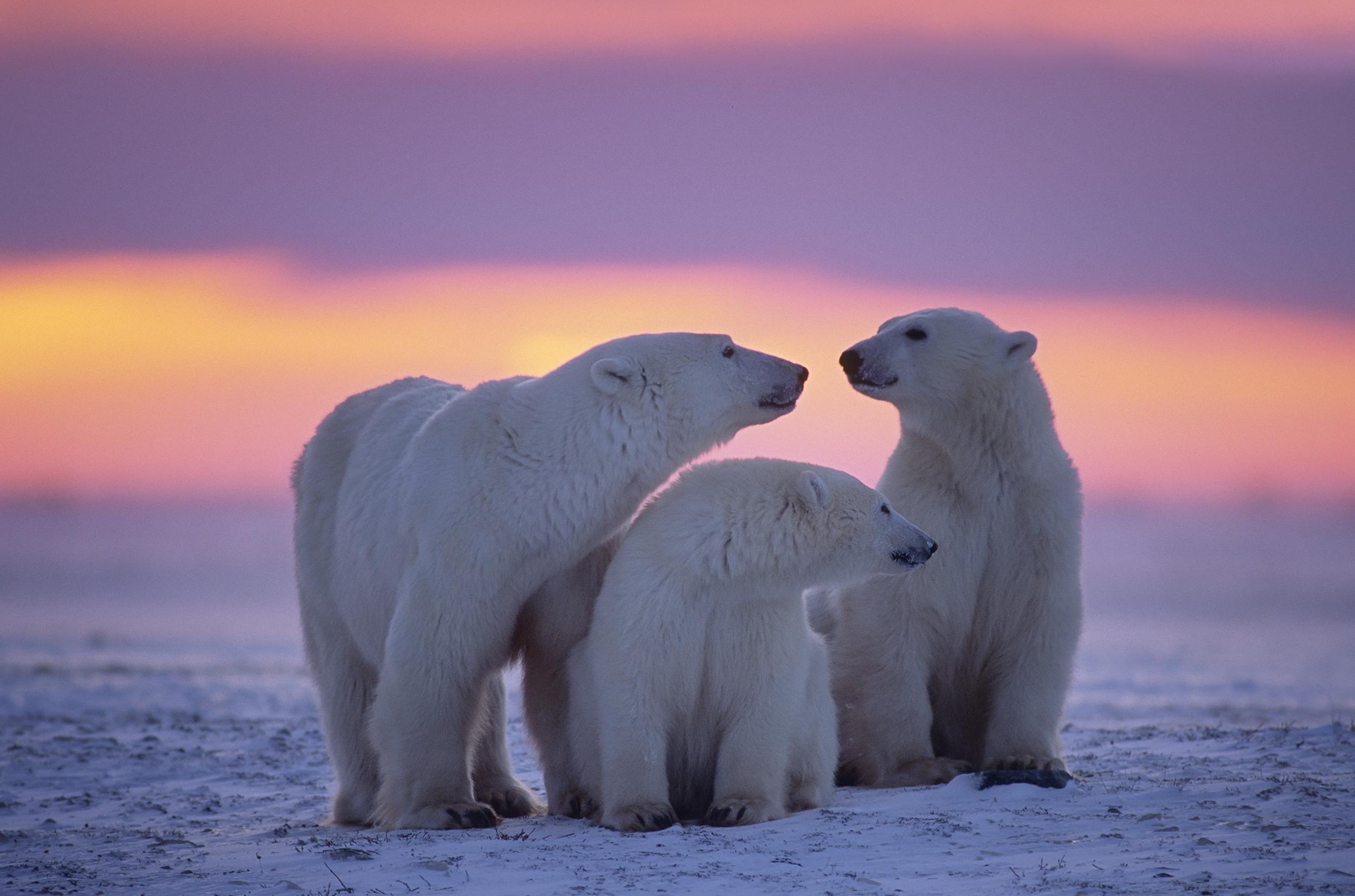 Polar Bear Laptop Wallpaper 2500x1655