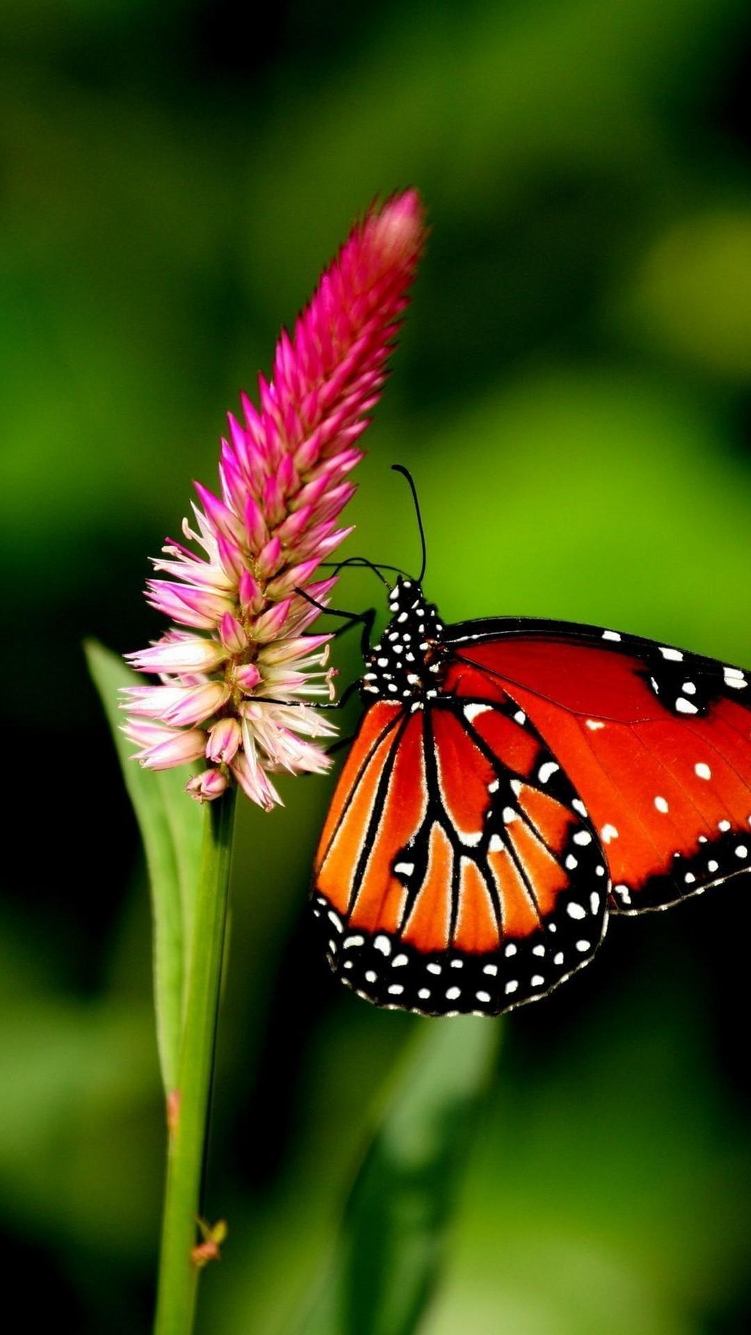 Butterfly Android Wallpaper Image 1080x1920