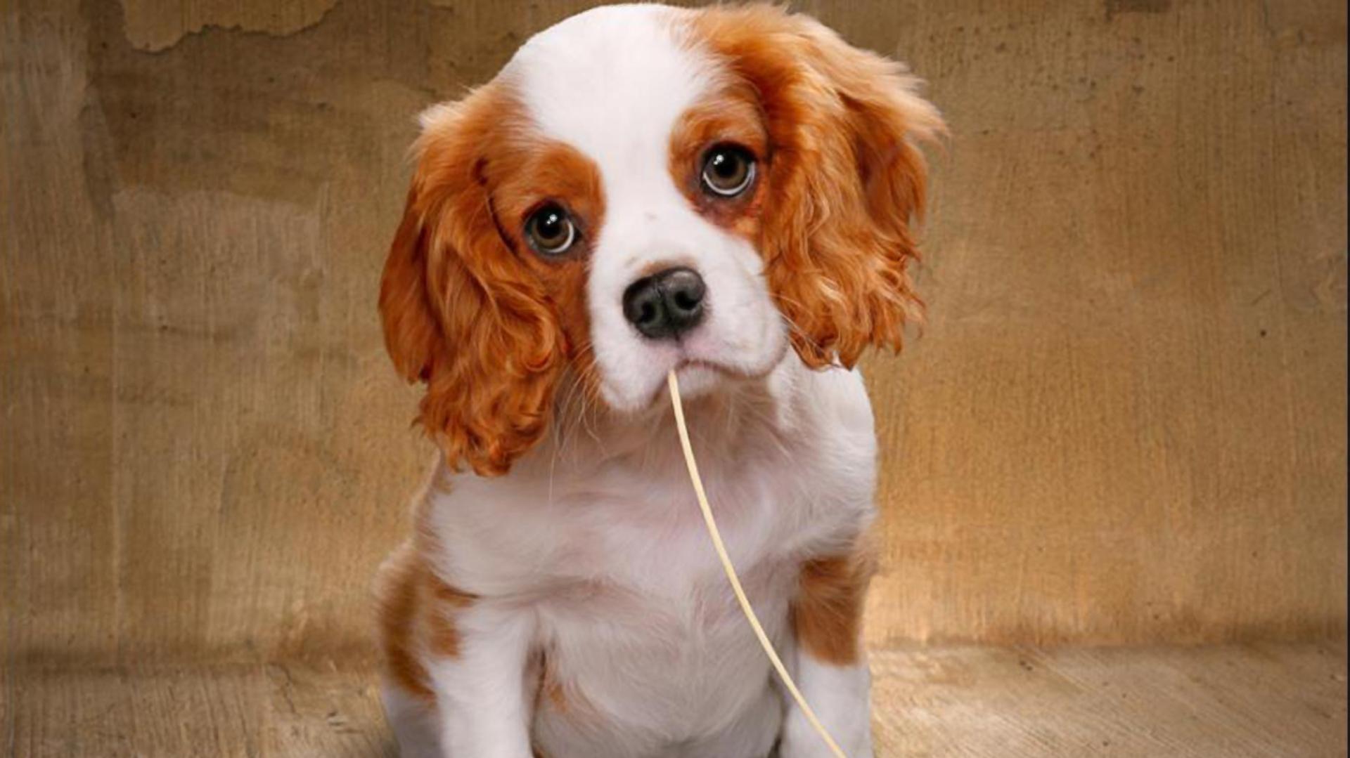 Charles Spaniel Dog Full HD 1080p Wallpaper 1920x1080