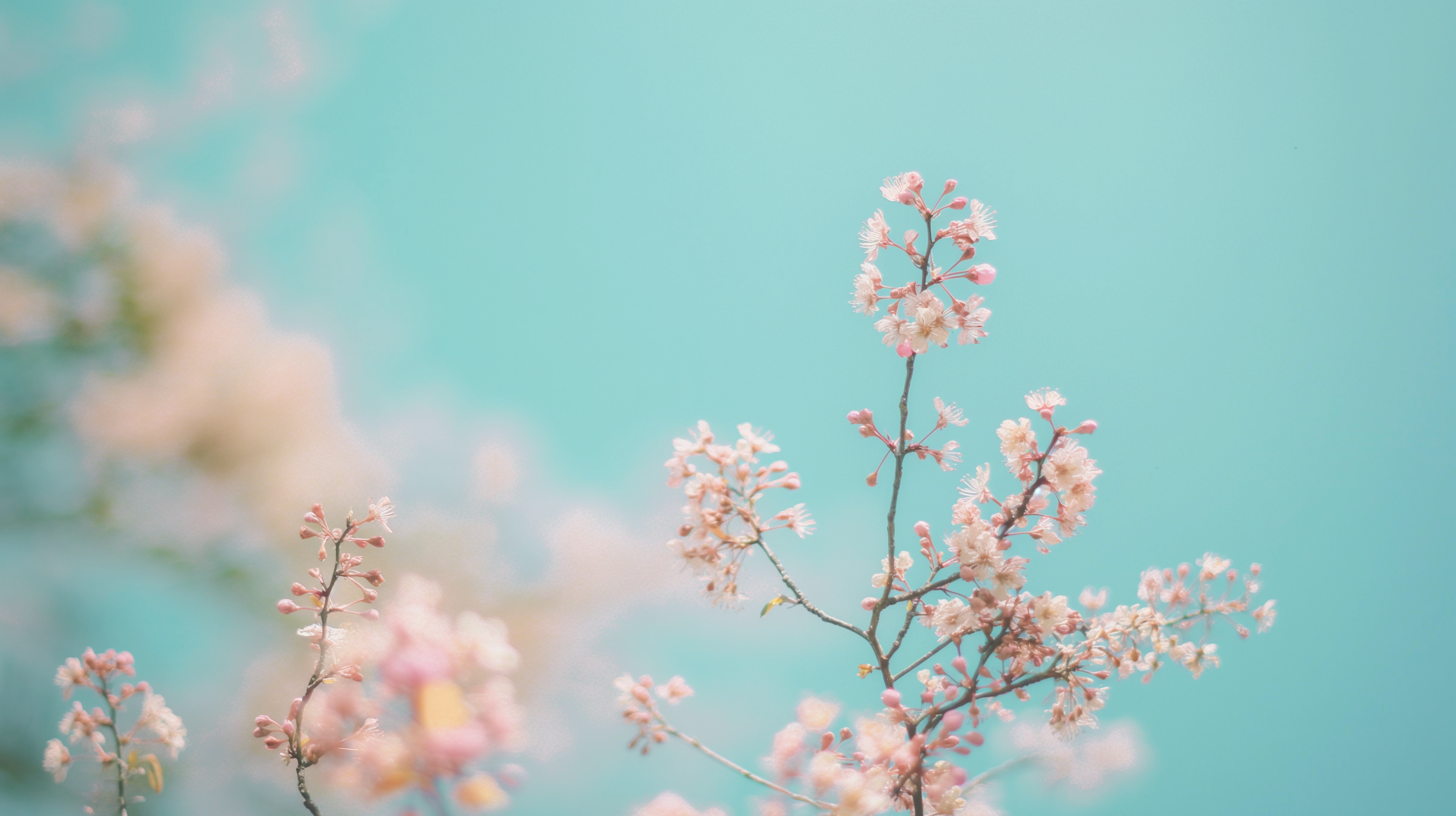 Spring Pc Desktop HD Wallpaper 2912x1632