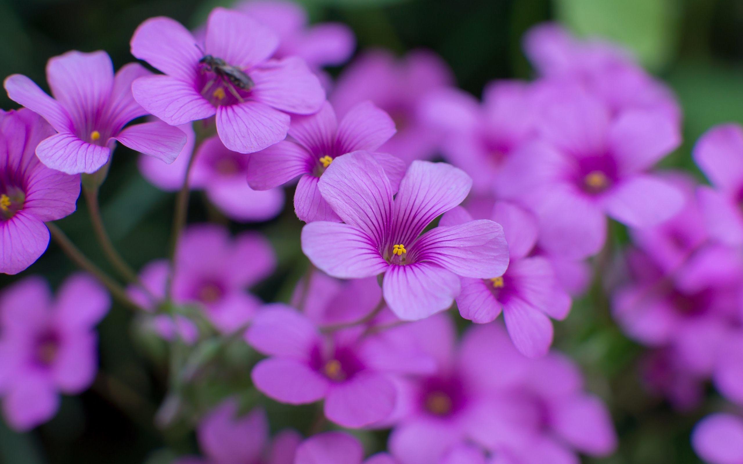 Floral Background Image 2560x1600