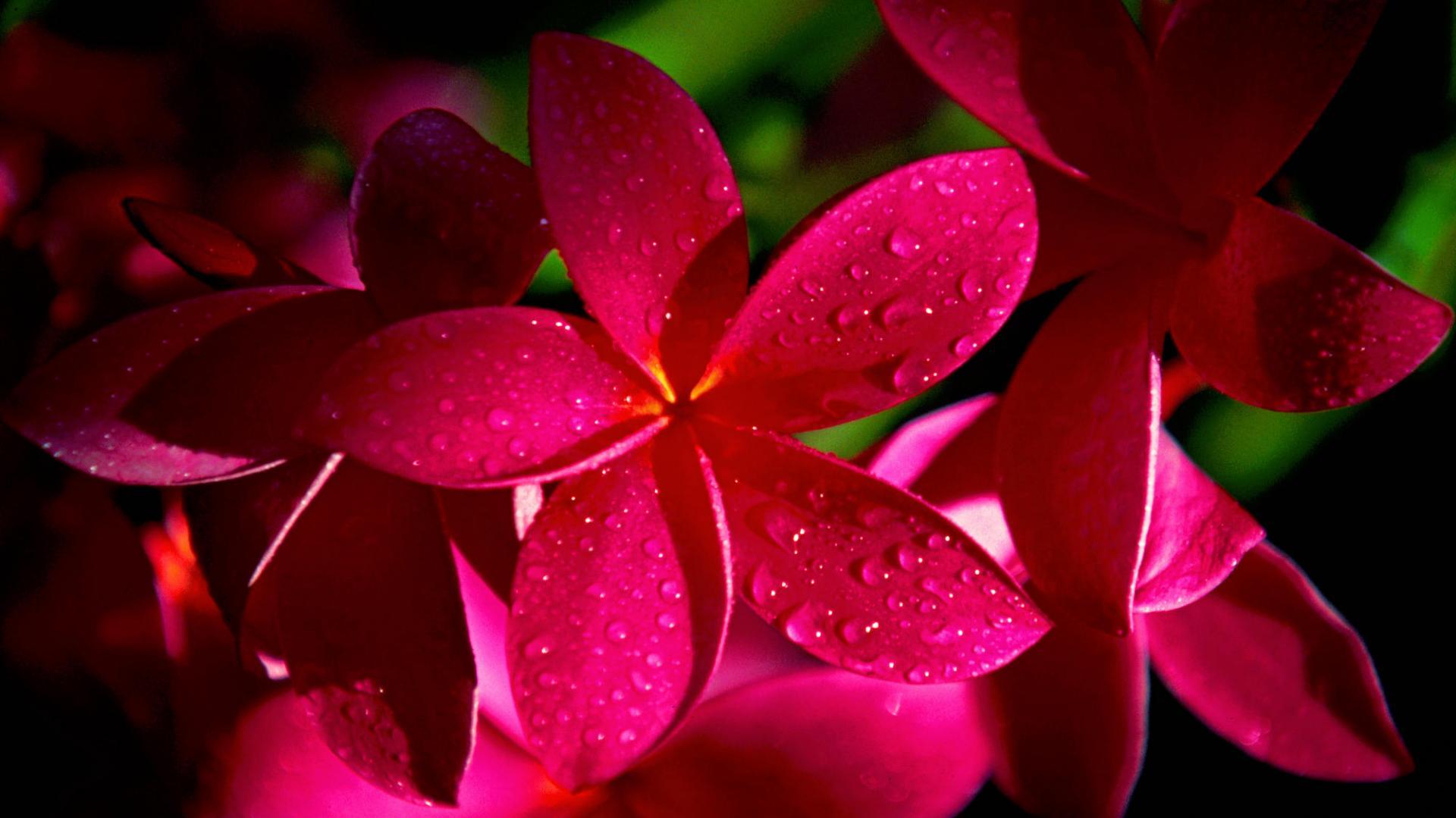 Floral Full HD 1080p Wallpaper 1920x1080