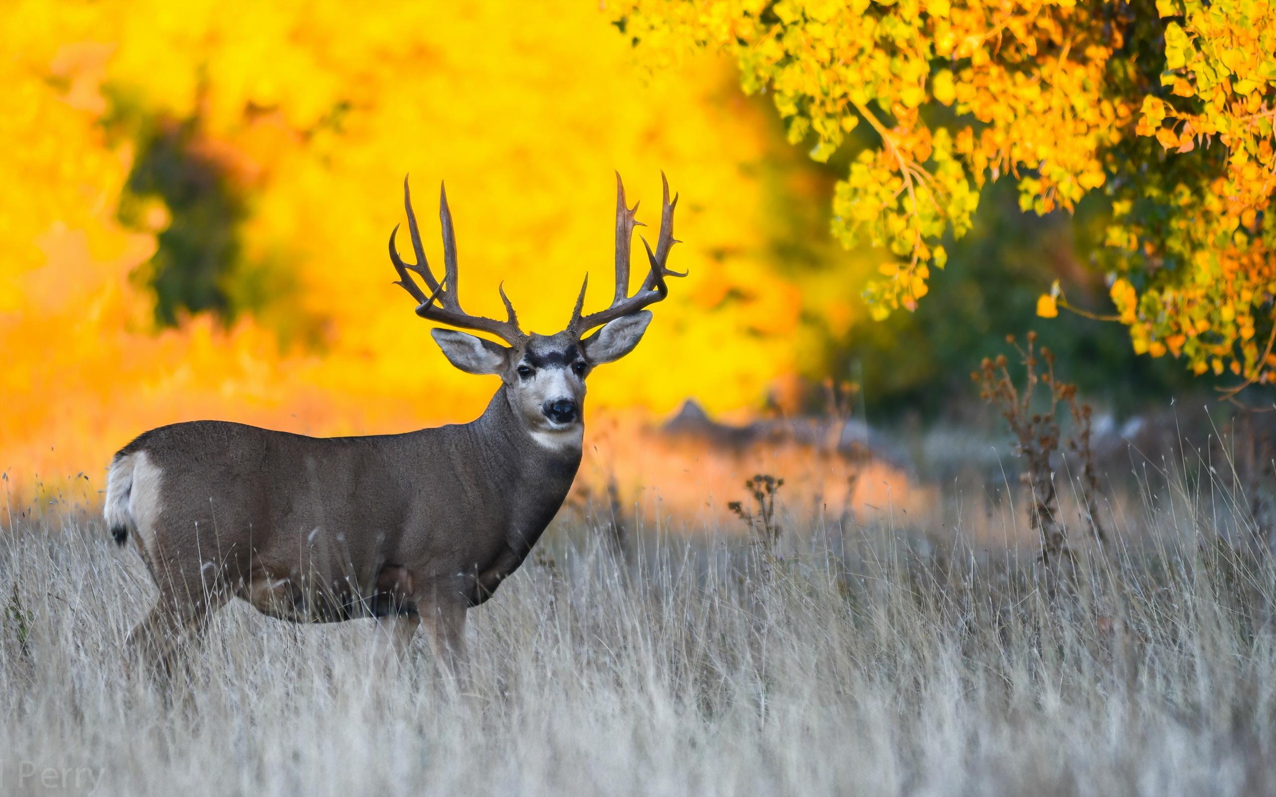 Deer Desktop Wallpaper 2560x1600