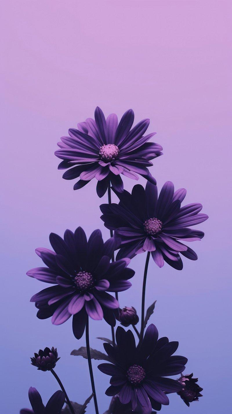 Purple Phone Background 800x1427