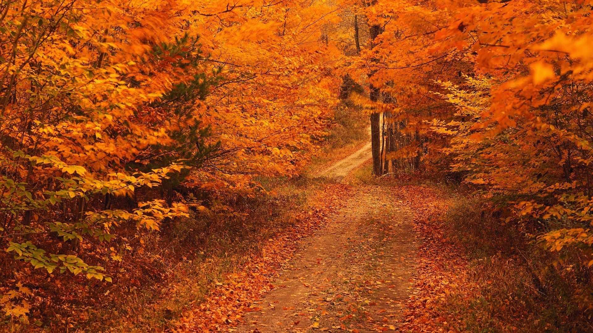 Fall Full HD 1080p Wallpaper 1920x1080