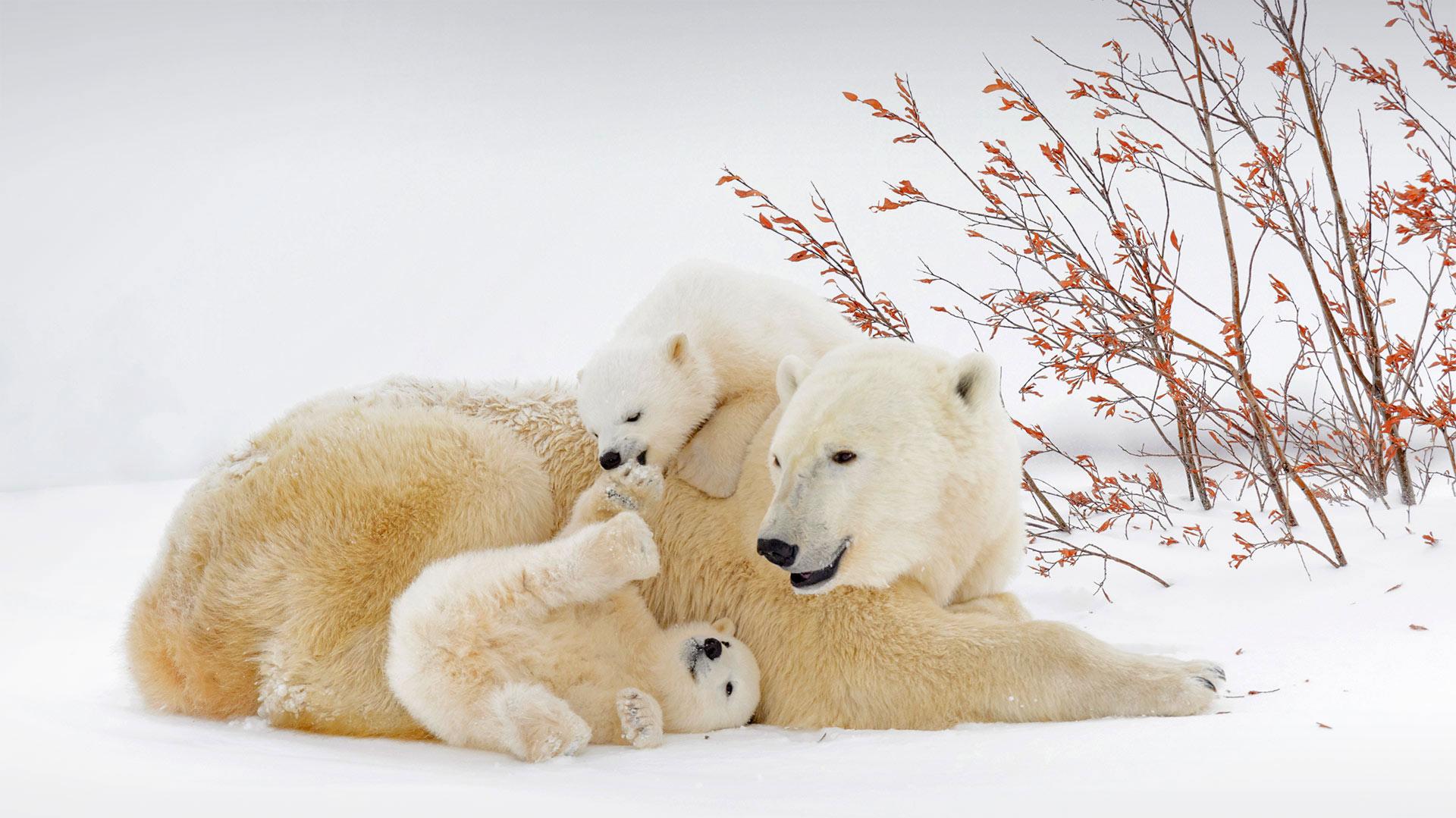 Polar Bear Full HD 1080p Wallpaper 1920x1080