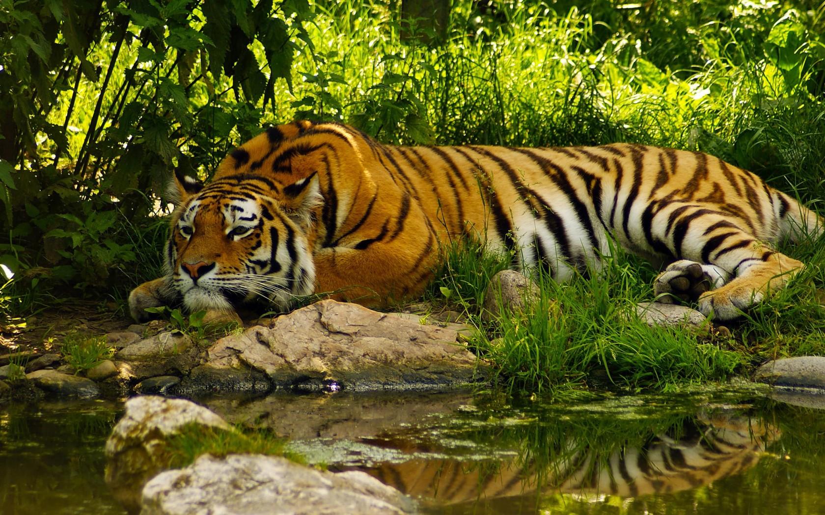 Tiger Desktop Background 1680x1050