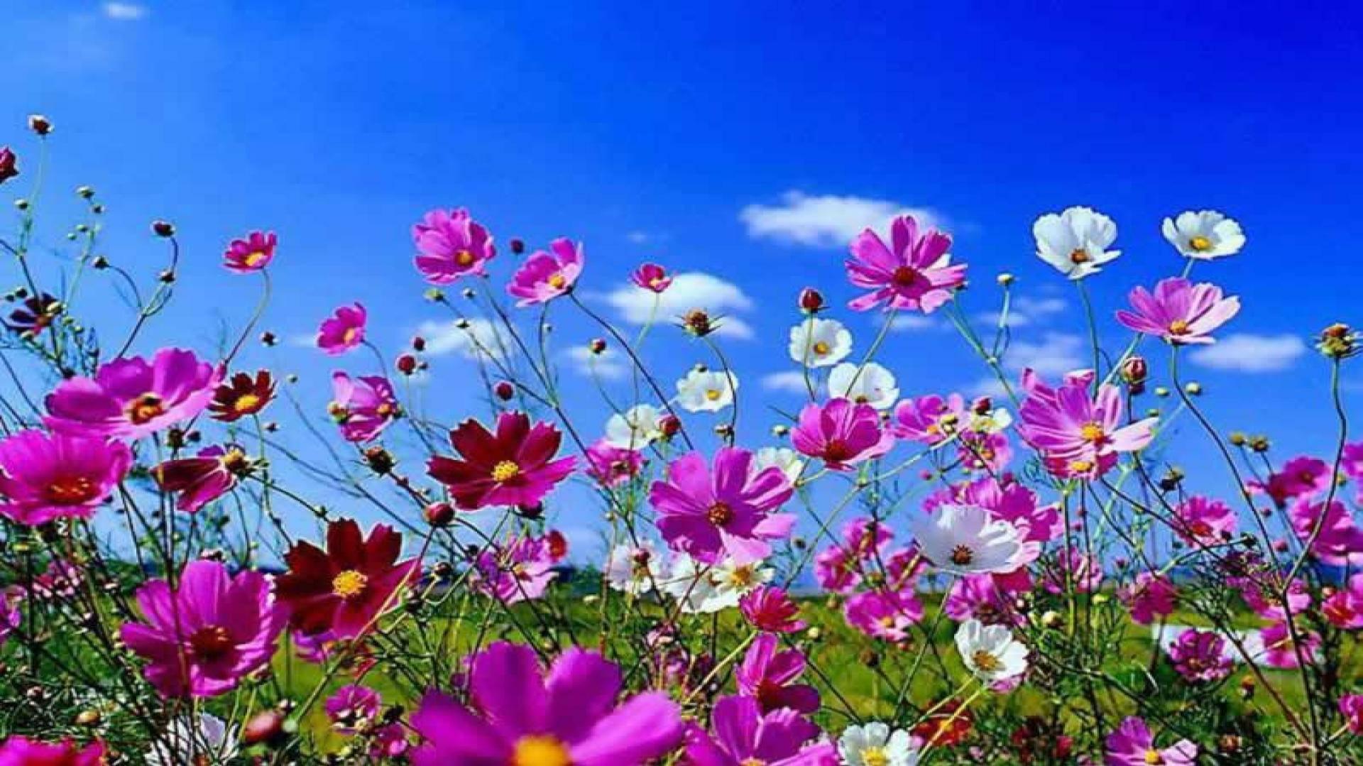 Spring Pc Full HD 1080p Wallpaper 1920x1080