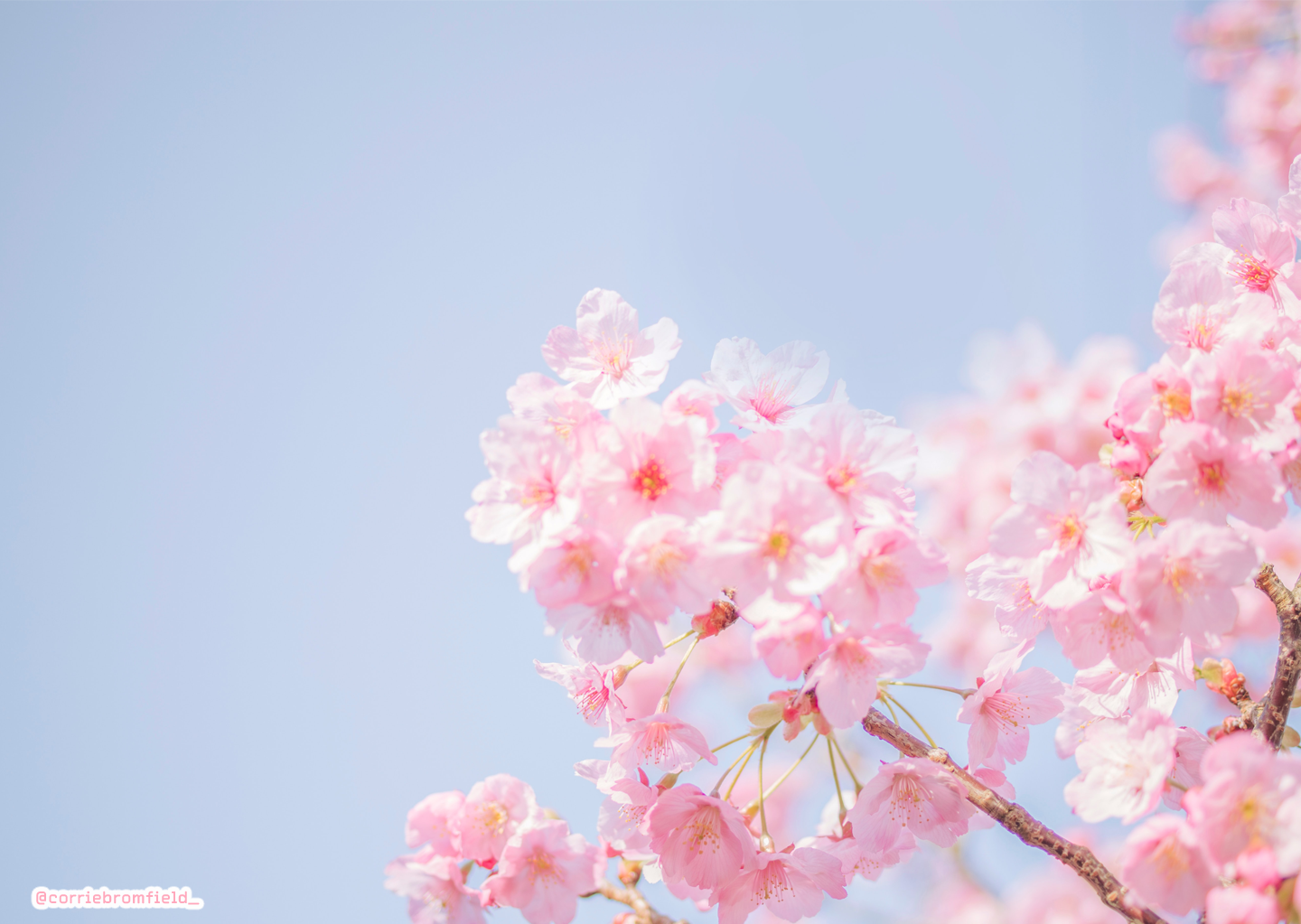 Spring Pc HD Background 1440x1024